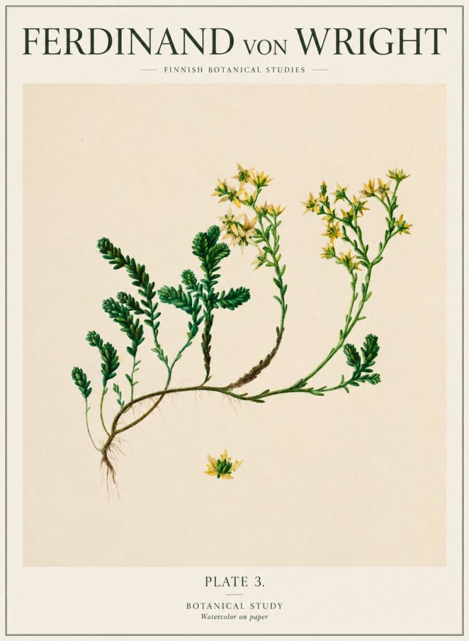 Ferdinand von Wright Botanical Study No1 - Juliste