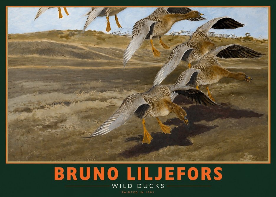 Bruno Liljefors Wild Ducks I No2 - Juliste