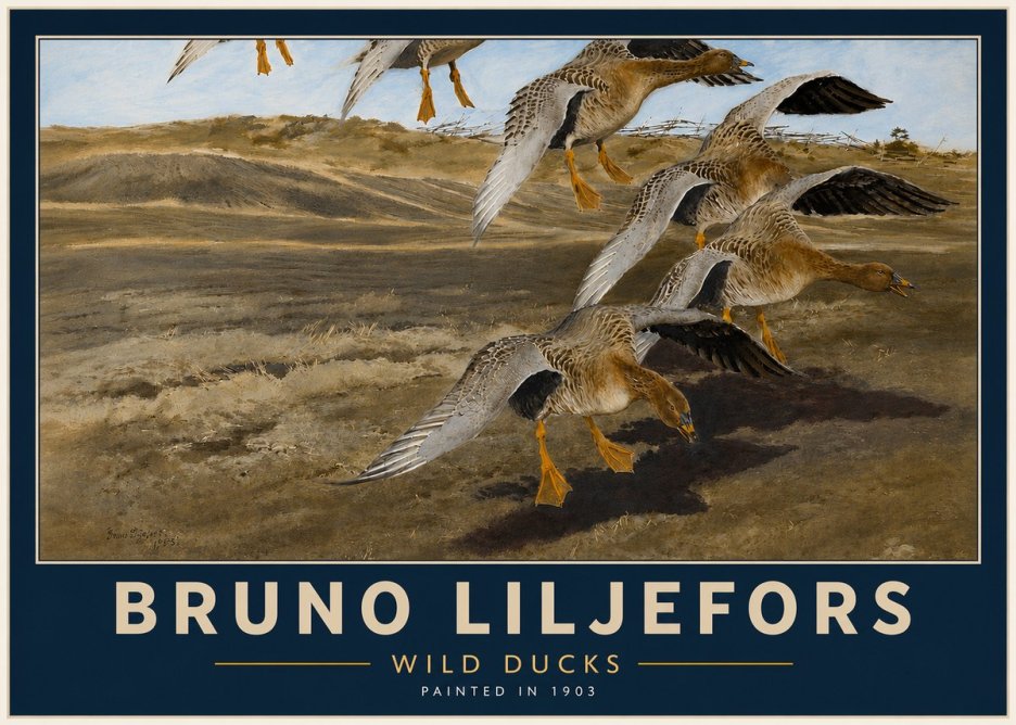 Bruno Liljefors Wild Ducks I No4 - Juliste