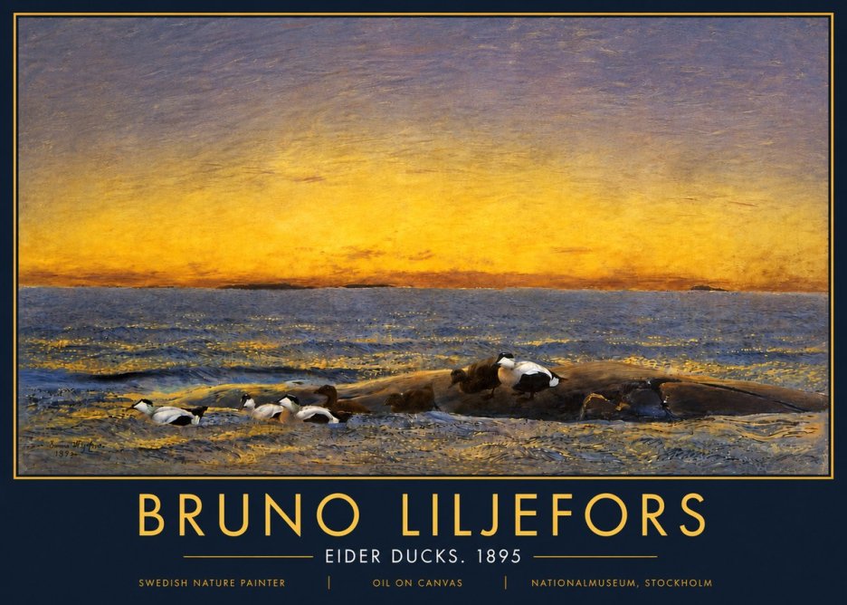Bruno Liljefors Eider Ducks. 1895 No5 - Juliste