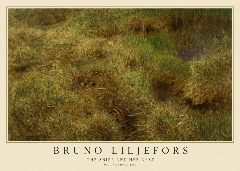 Bruno Liljefors The Snipe and Her Nest No1 - Juliste