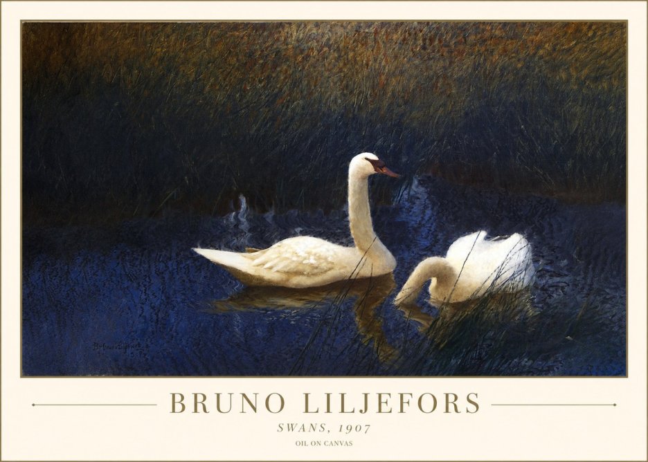 Bruno Liljefors Swans, 1907 No1 - Juliste