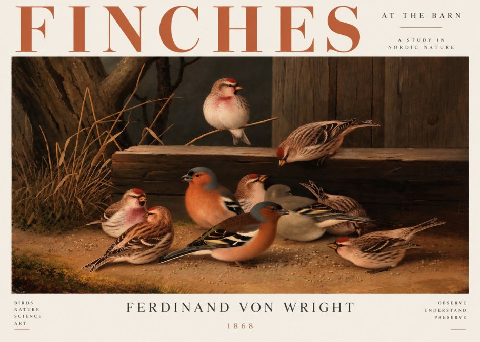Ferdinand von Wright Finches No5 - Juliste