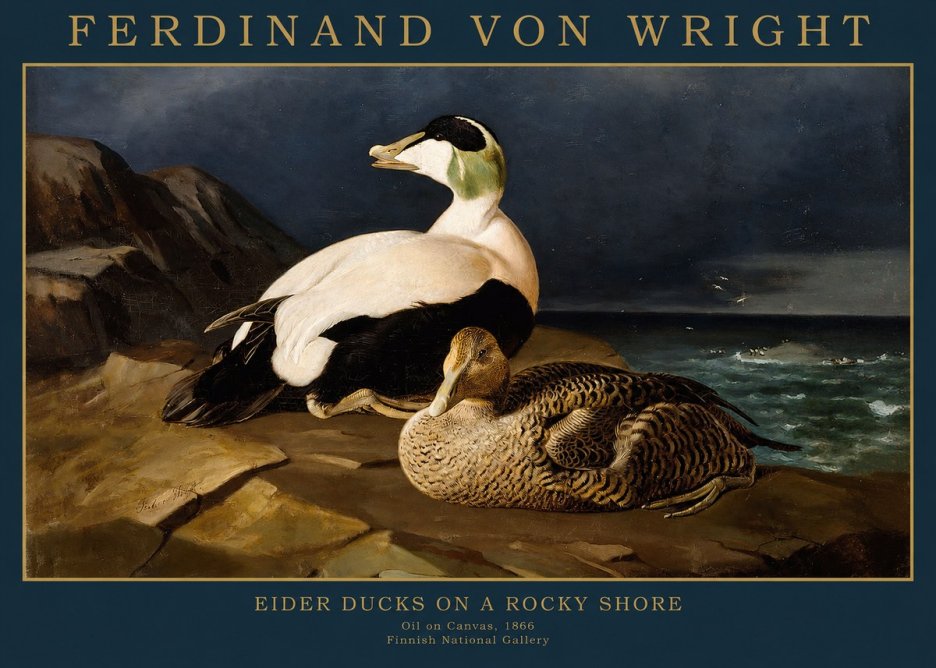 Ferdinand von Wright Eiders on a Rocky Shore No2 - Juliste
