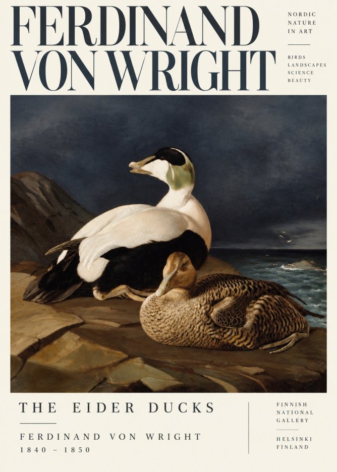 Ferdinand von Wright Eiders on a Rocky Shore No5 - Juliste