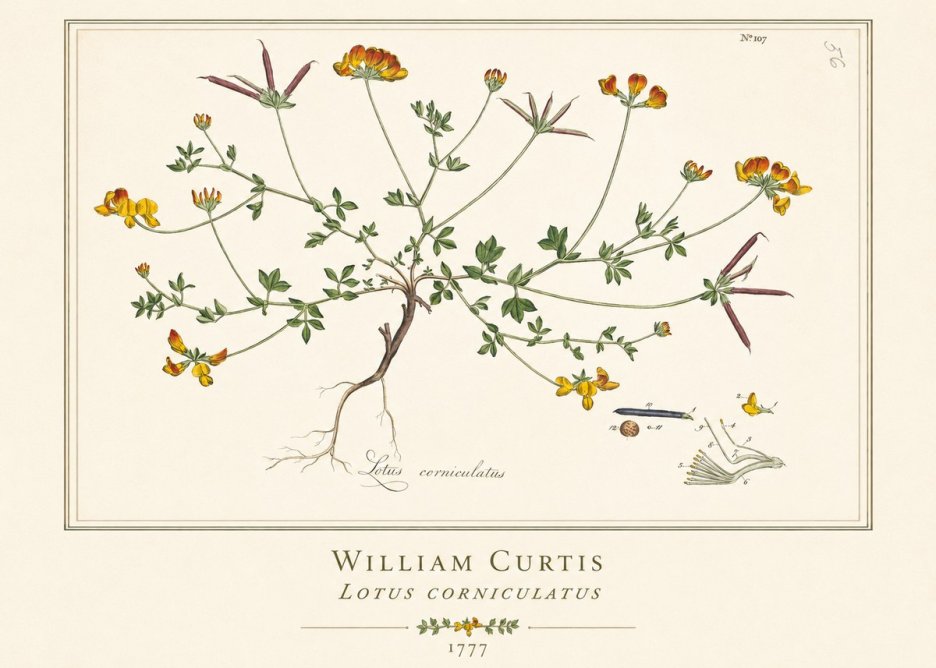 William Curtis Lotus Corniculatus II No1 - Juliste