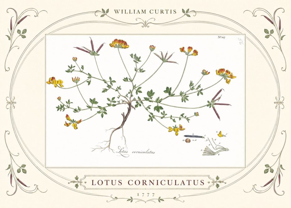 William Curtis Lotus Corniculatus II No3 - Juliste