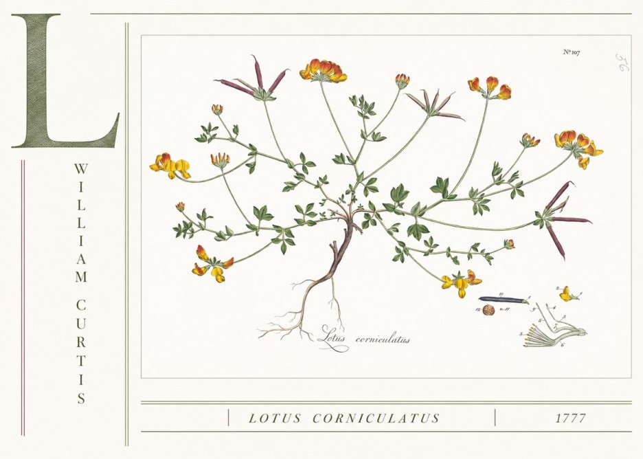 William Curtis Lotus Corniculatus II No4 - Juliste