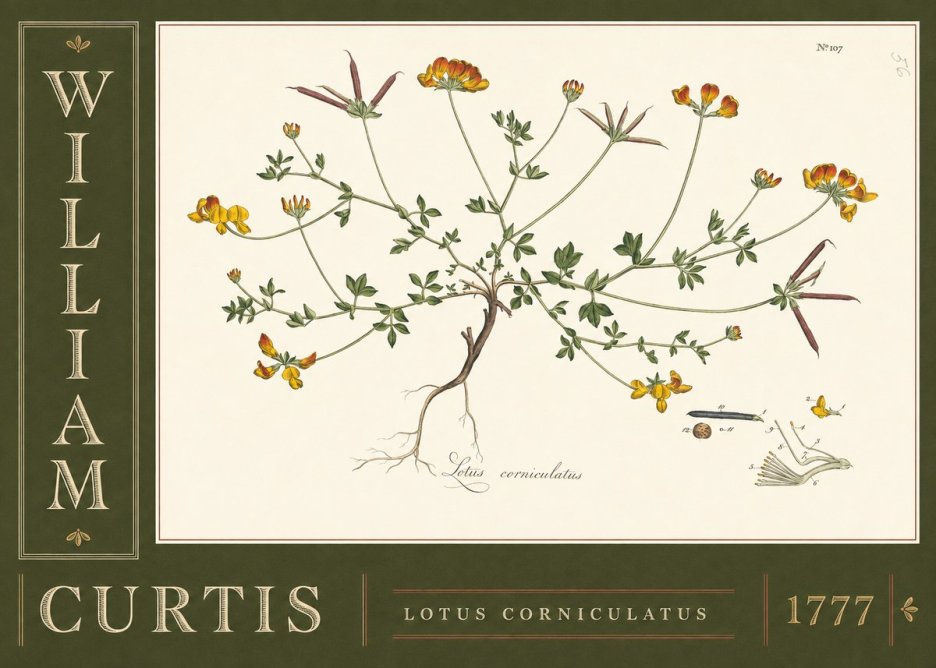 William Curtis Lotus Corniculatus II No5 - Juliste
