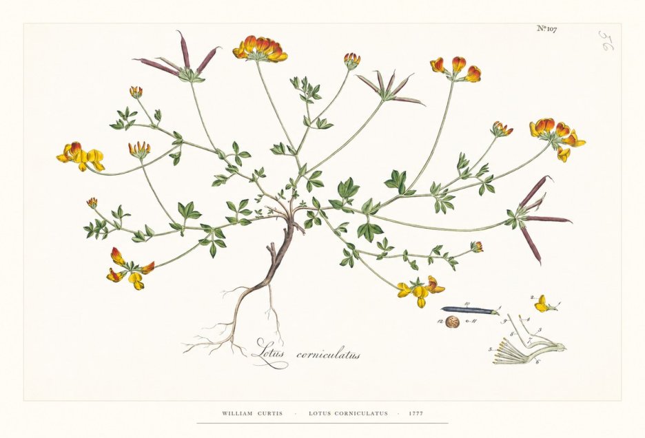 William Curtis Lotus Corniculatus II No6 - Juliste