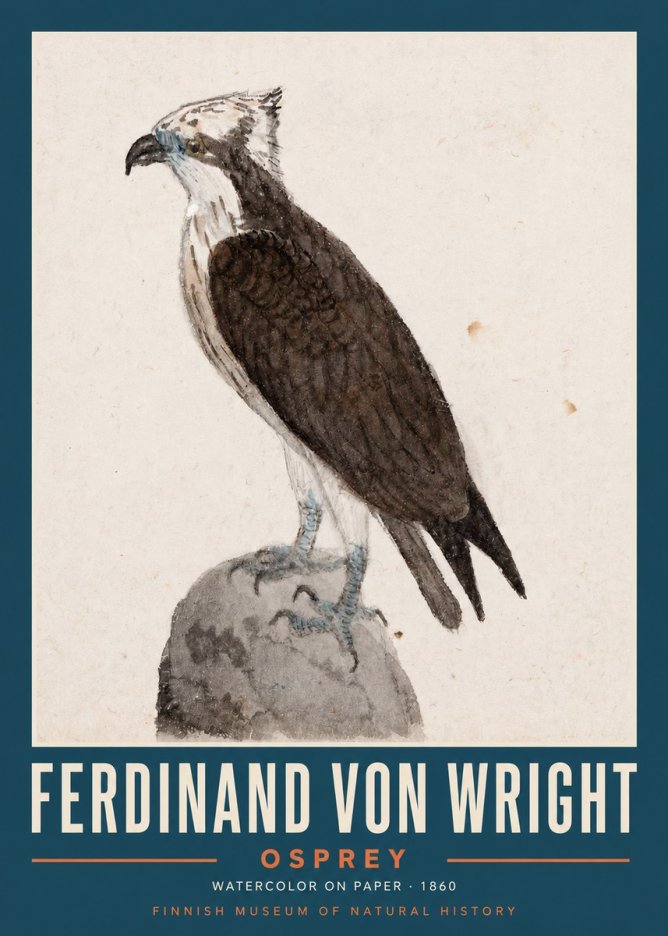 Ferdinand von Wright Osprey No2 - Juliste