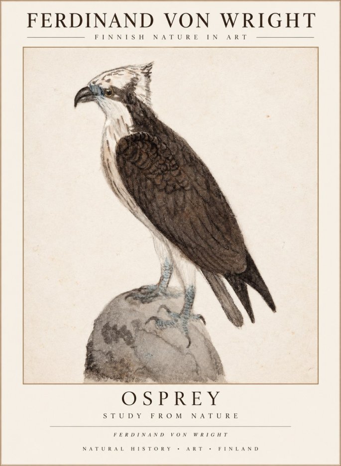 Ferdinand von Wright Osprey No3 - Juliste