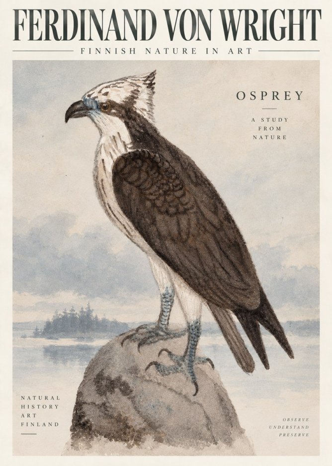 Ferdinand von Wright Osprey No6 - Juliste