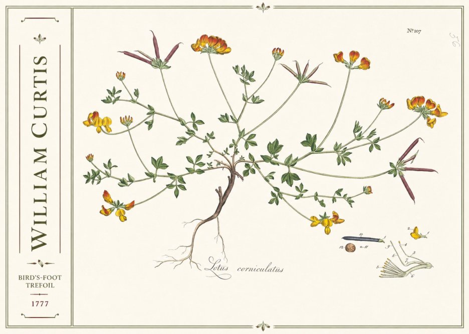 William Curtis Bird's-foot Trefoil No2 - Juliste