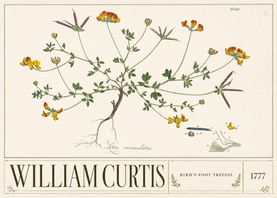 William Curtis Bird's-foot Trefoil No3 - Juliste