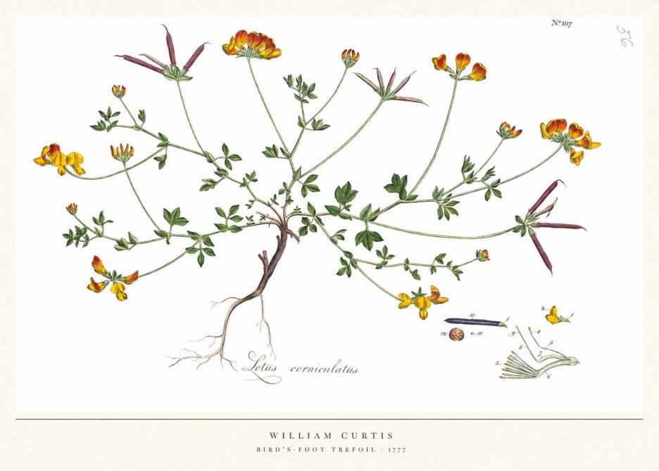 William Curtis Bird's-foot Trefoil No5 - Juliste