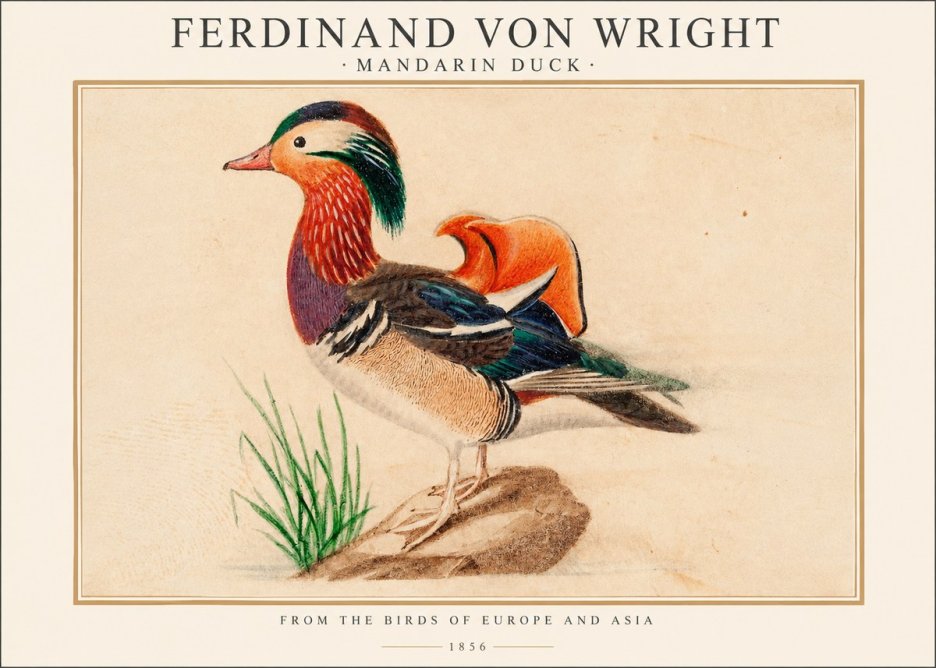 Ferdinand von Wright Mandarin Duck No1 - Juliste