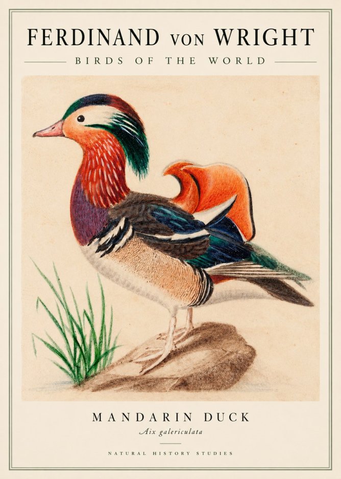 Ferdinand von Wright Mandarin Duck No3 - Juliste