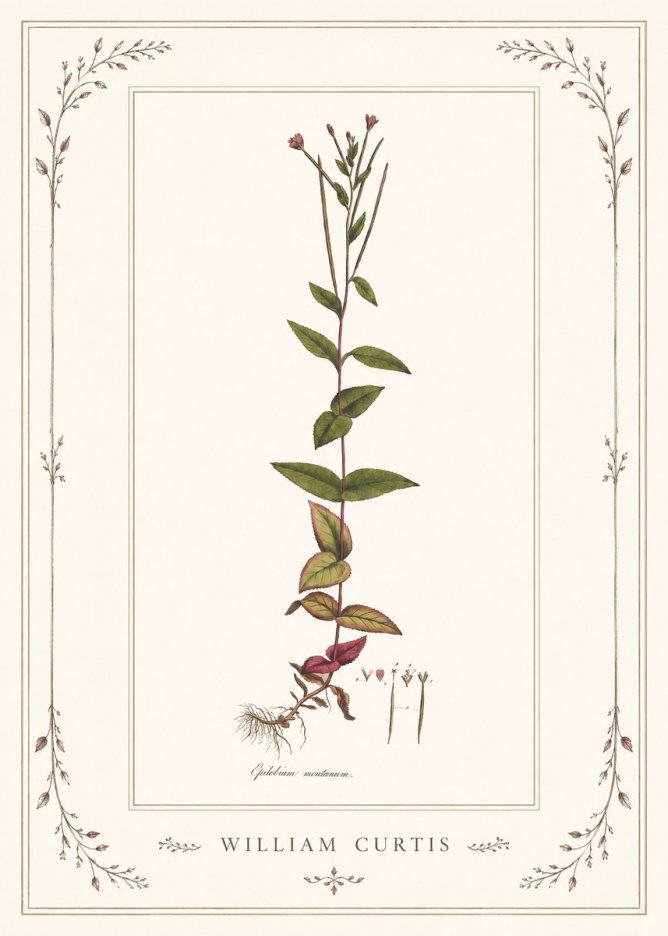 William Curtis Epilobium Montanum. No1 - Juliste