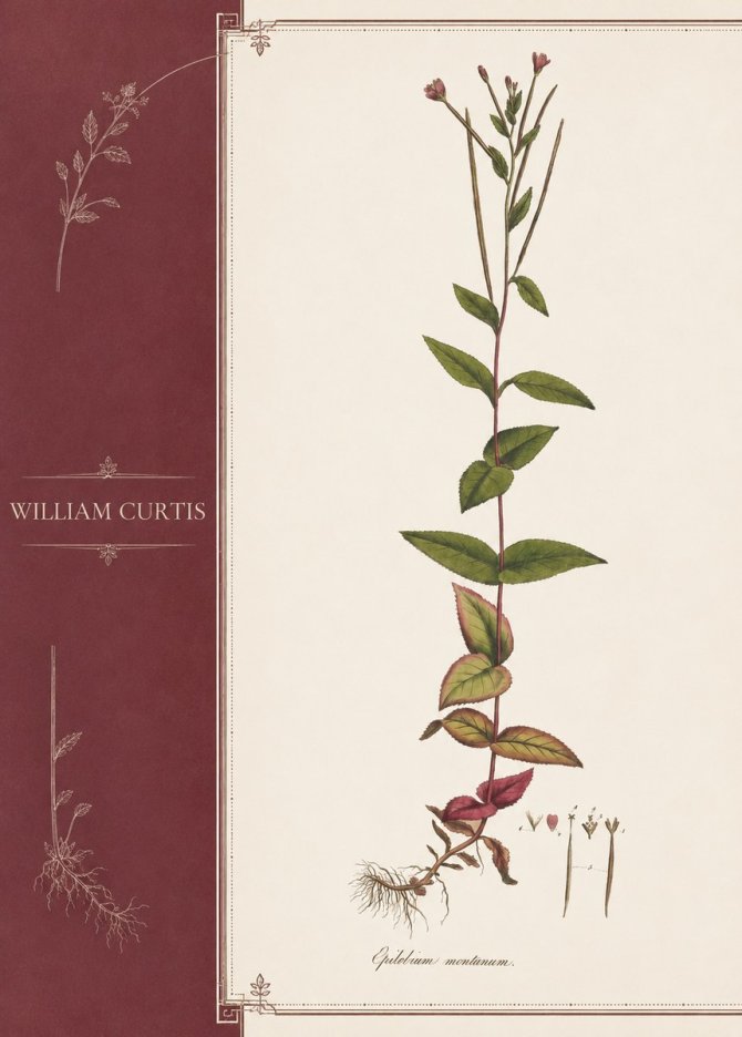 William Curtis Epilobium Montanum. No3 - Juliste