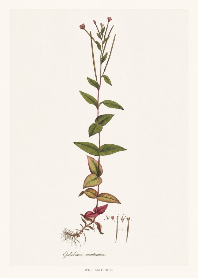 William Curtis Epilobium Montanum. No6 - Juliste