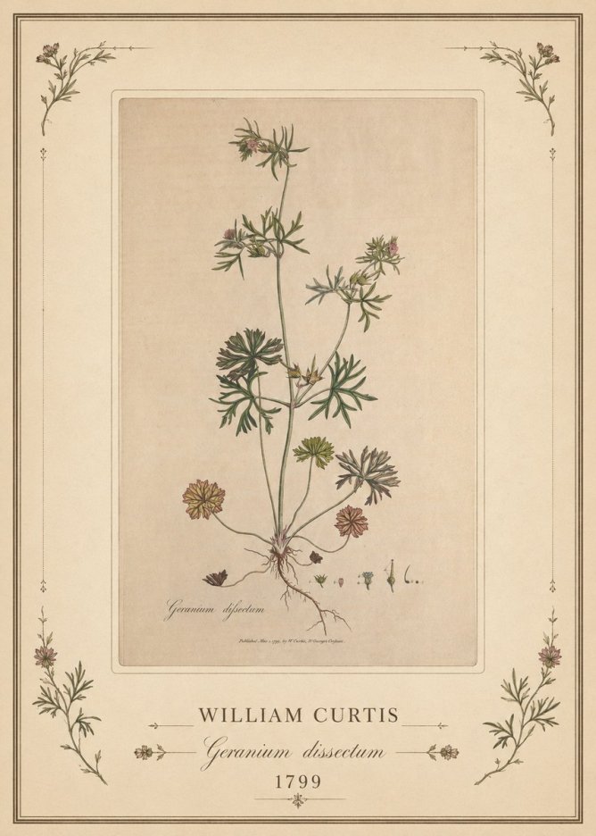William Curtis Geranium Dissectum II No1 - Juliste