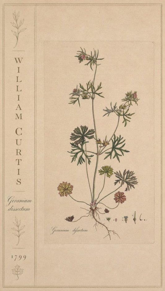 William Curtis Geranium Dissectum II No2 - Juliste