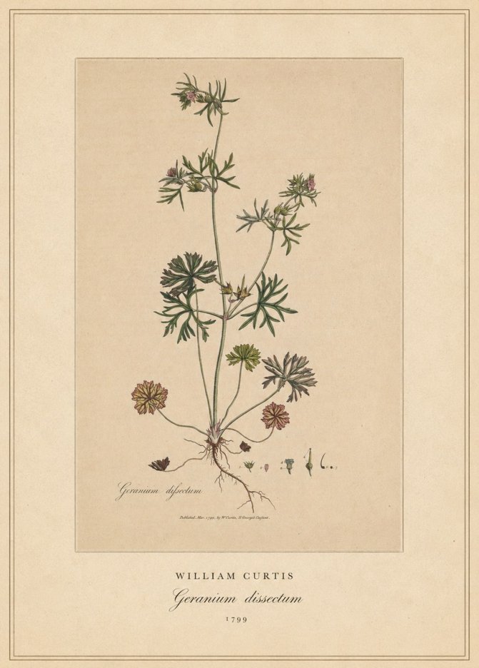 William Curtis Geranium Dissectum II No4 - Juliste