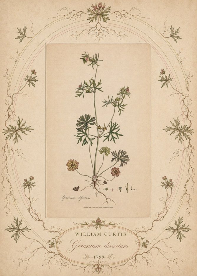 William Curtis Geranium Dissectum II No5 - Juliste
