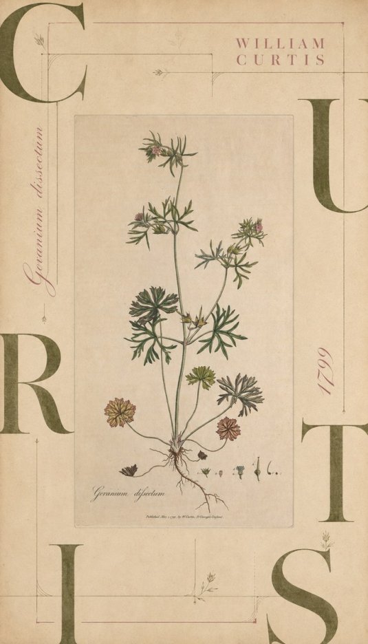 William Curtis Geranium Dissectum II No6 - Juliste