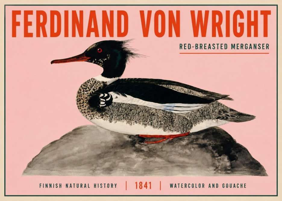 Ferdinand von Wright Red-breasted Merganser No3 - Juliste
