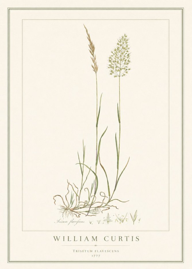 William Curtis Trisetum Flavescens III No1 - Juliste