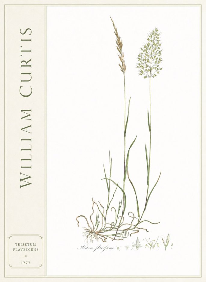 William Curtis Trisetum Flavescens III No2 - Juliste