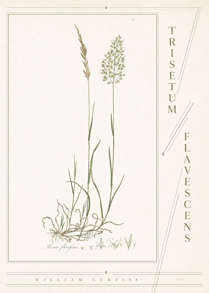 William Curtis Trisetum Flavescens III No4 - Juliste