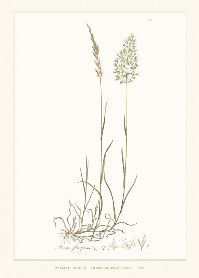 William Curtis Trisetum Flavescens III No6 - Juliste
