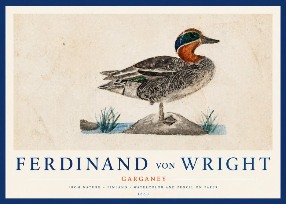 Ferdinand von Wright Garganey No3 - Juliste
