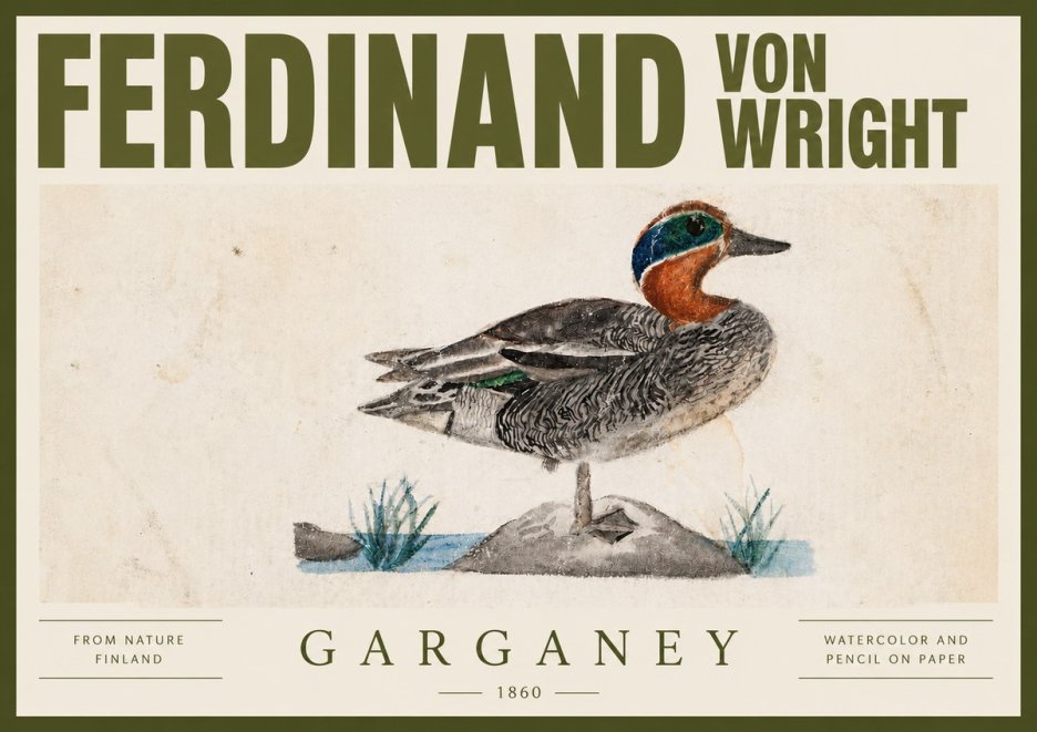 Ferdinand von Wright Garganey No4 - Juliste