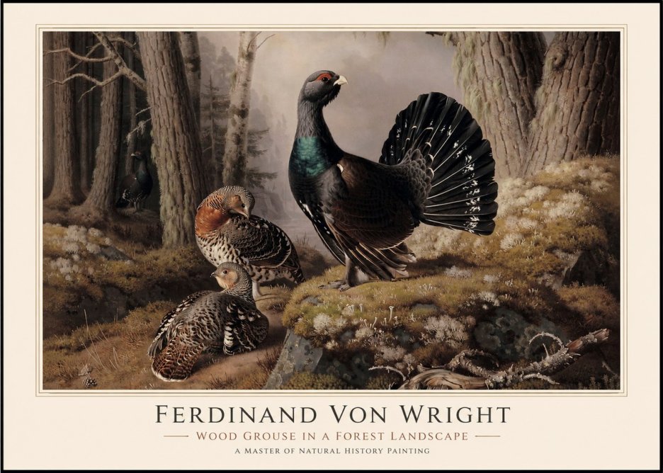 Ferdinand von Wright Wood Grouse in a Forest Landscape No1 - Juliste