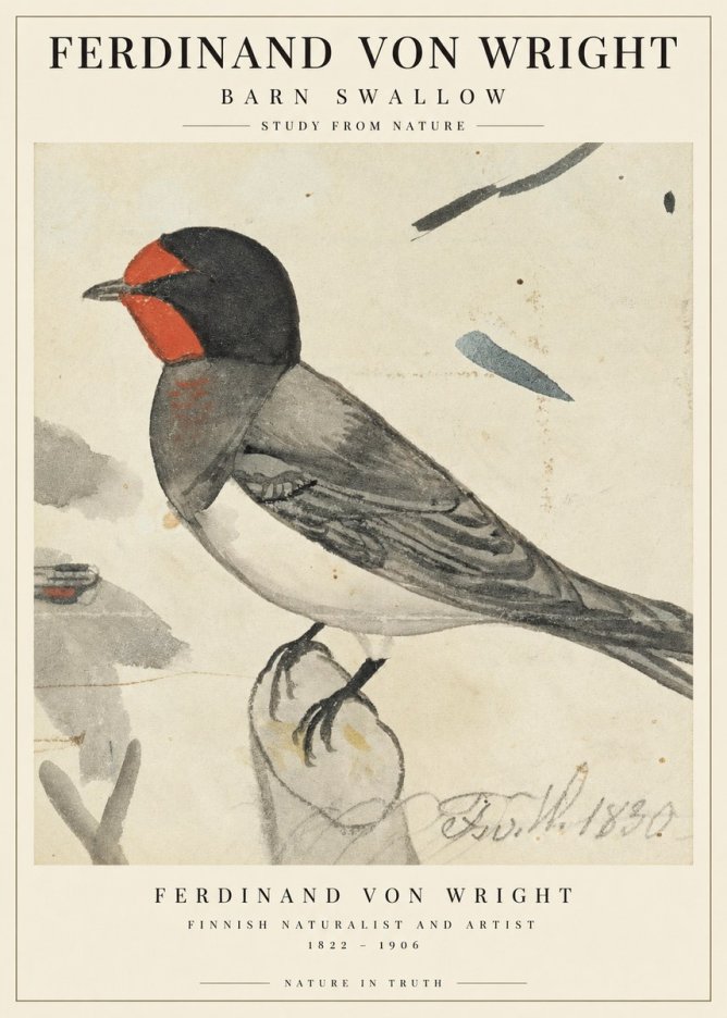 Ferdinand von Wright The Swallow No3 - Juliste