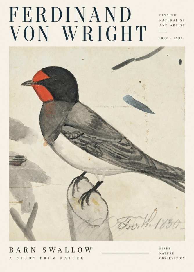 Ferdinand von Wright The Swallow No5 - Juliste