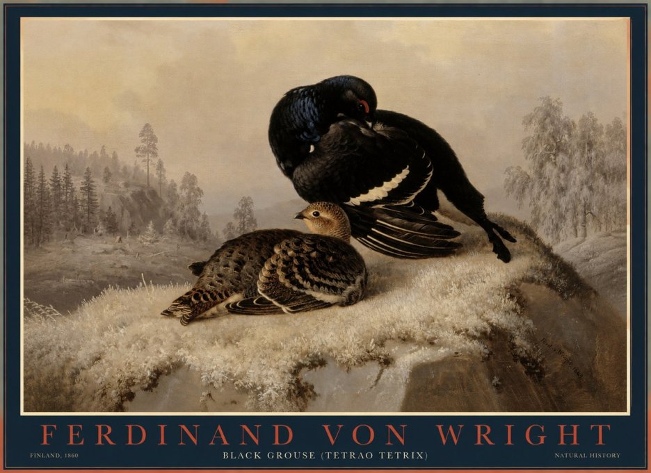 Ferdinand von Wright Black Grouse (Tetrao Tetrix) No1 - Juliste