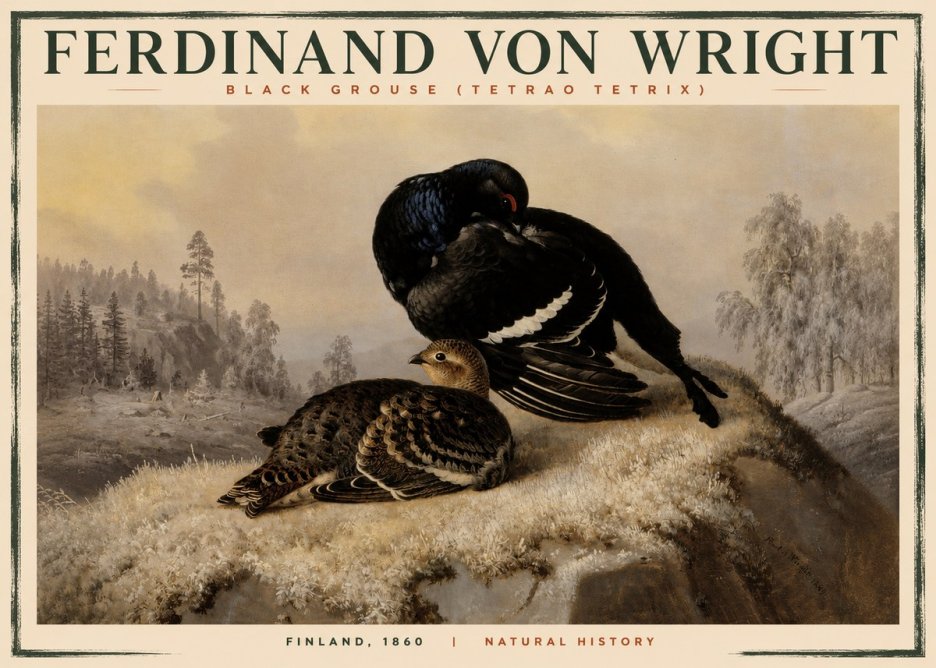 Ferdinand von Wright Black Grouse (Tetrao Tetrix) No2 - Juliste