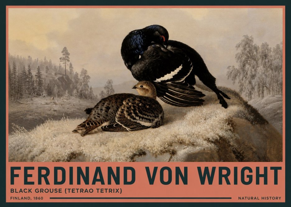 Ferdinand von Wright Black Grouse (Tetrao Tetrix) No3 - Juliste