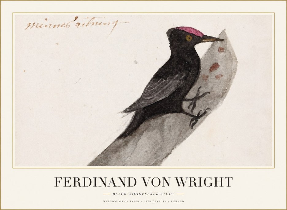 Ferdinand von Wright Black Woodpecker Study No1 - Juliste
