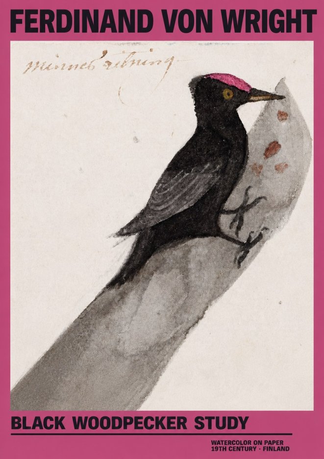 Ferdinand von Wright Black Woodpecker Study No2 - Juliste
