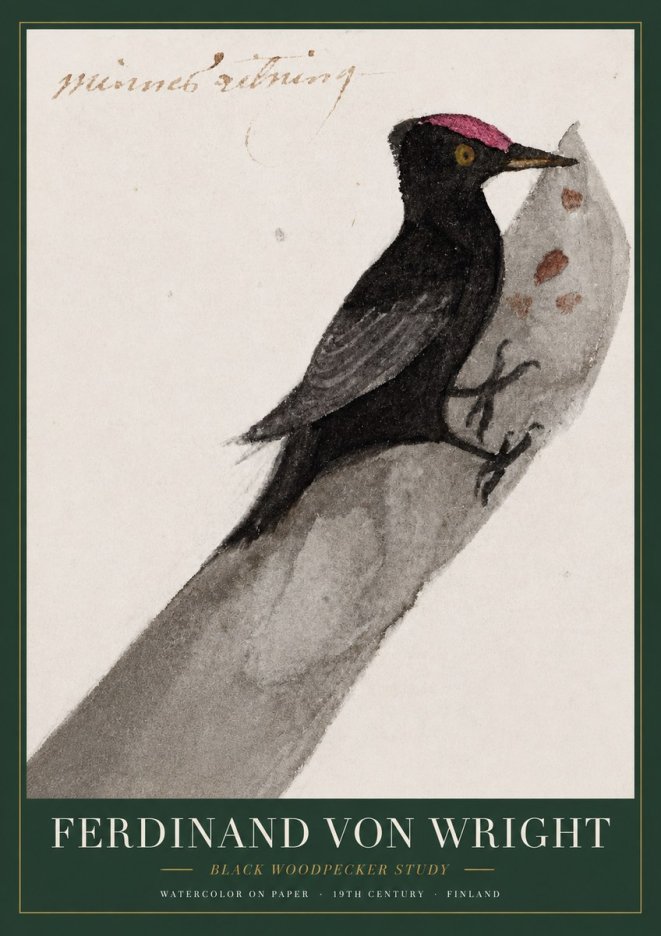 Ferdinand von Wright Black Woodpecker Study No3 - Juliste