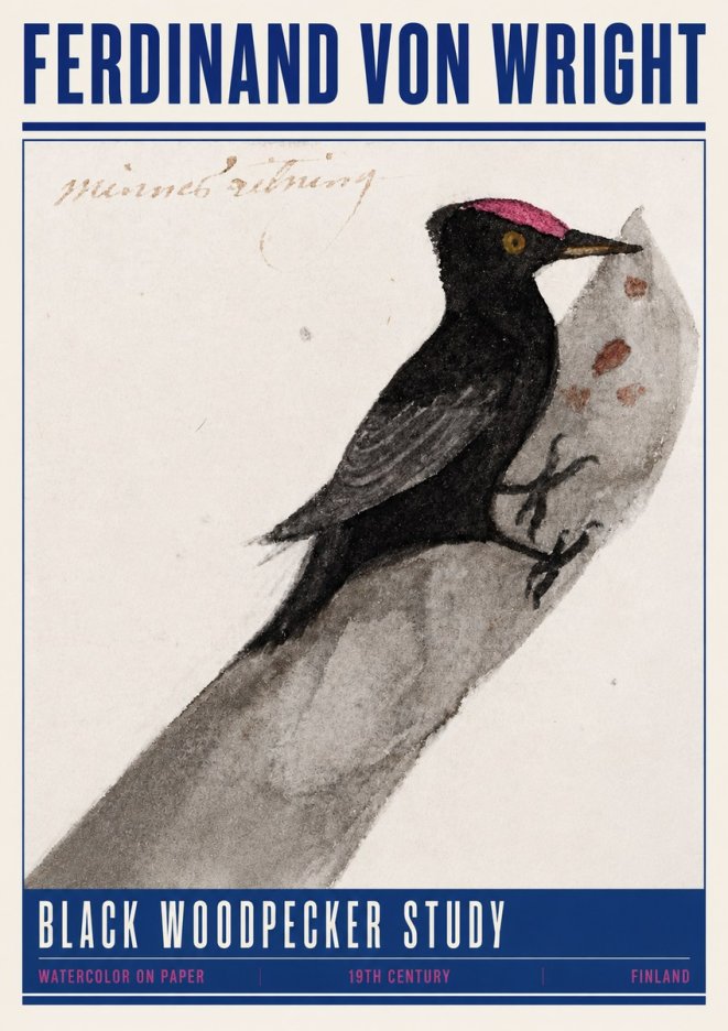 Ferdinand von Wright Black Woodpecker Study No4 - Juliste