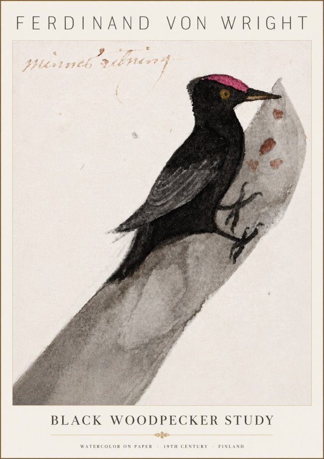 Ferdinand von Wright Black Woodpecker Study No6 - Juliste