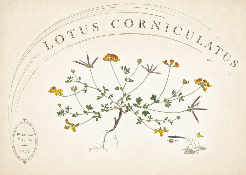 William Curtis Lotus Corniculatus III No6 - Juliste