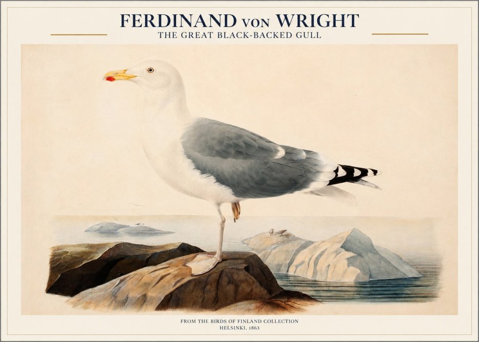 Ferdinand von Wright The Great Black-backed Gull No1 - Juliste